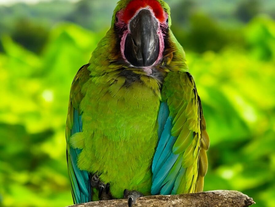 Un cliché, 1000 mots #2 – Affronter ma peur à Parrot World