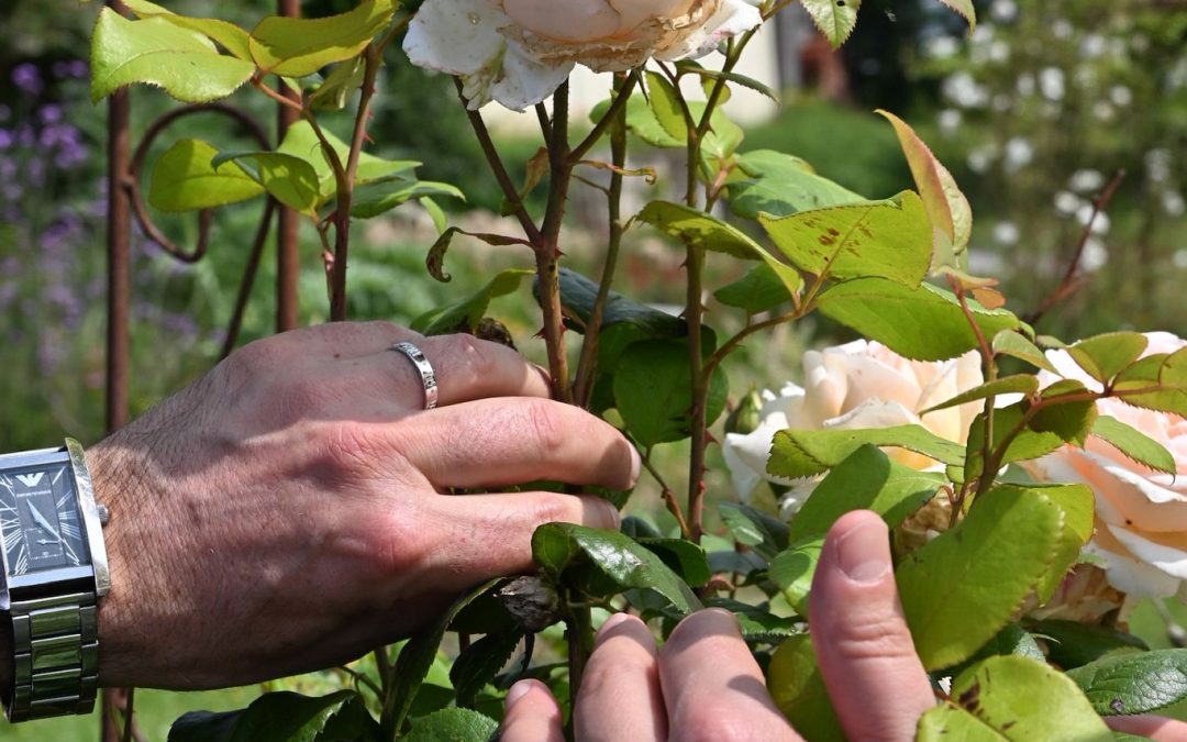 Comment choisir son photographe de mariage en Seine-et-Marne ?