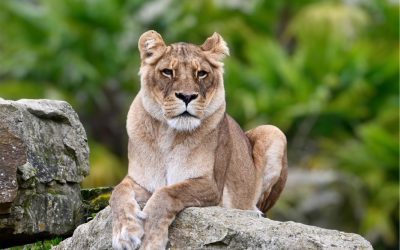 Photographie au Zoo de Beauval : le parc à travers mon objectif